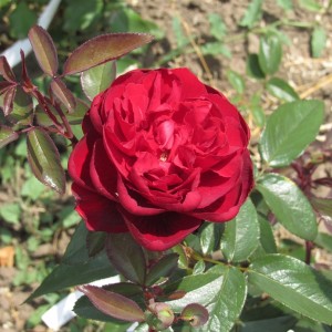 Бургунді Ваза(Burgundy Vaza)