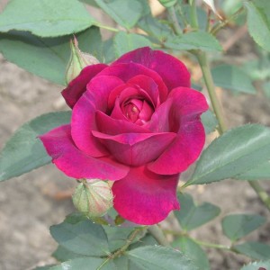 Odysseia(Одіссея)