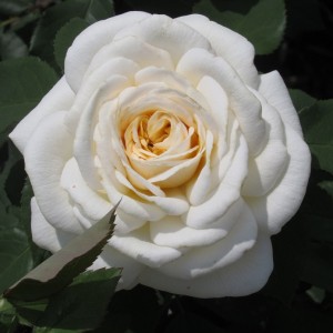 Мері Бері Роуз(Mary Berry Rose)