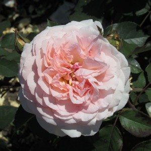 Мерхенцаубер (Marchenzauber)