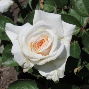 Grafin Elke zu Ranzau(Графиня Елке Цу Рантзау)