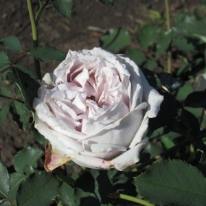 La Mer (Ла Мер) 