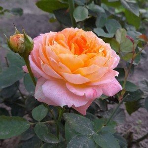 Princess Aiko(Принцеса Айко)