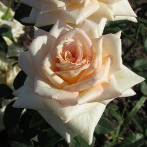 Princess Maya Принцеса Майя