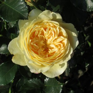 Lemon Vaza (Лемон Ваза)