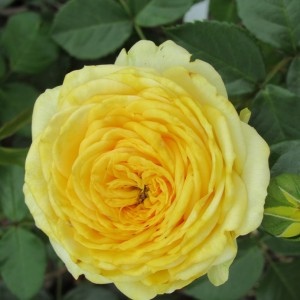 Lemon Pompom (Лемон Помпон)