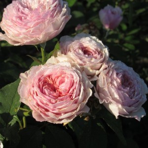 Marlene Charell (Марлен Чарель)