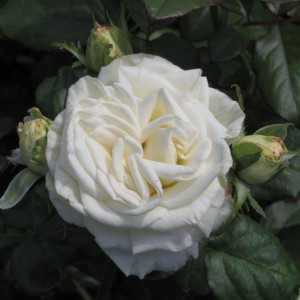 Playa Blanca (Плайя Бланка)