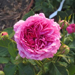 Scented Air (Сцентед Аір)