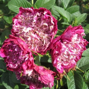 Souvenir de Trelaze (Сувенір дю Трелаз)