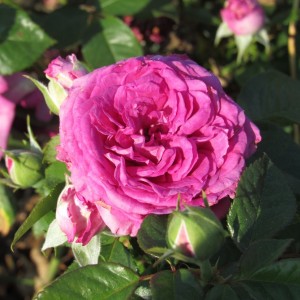 Magenta (Маджента)