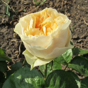 Vuvuzela Yellow (Вувузела Єллоу )