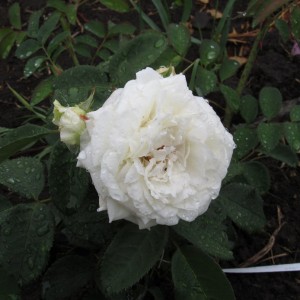 Crazy in Love (Крейзі ін Лов)