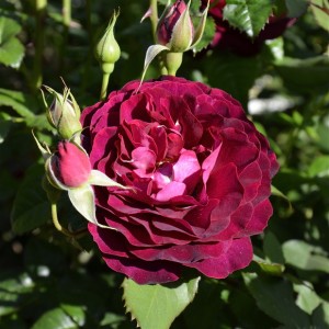 Lea Mege Леа Меж