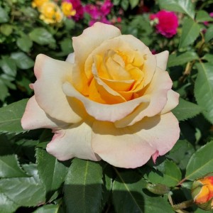 Санні Скай (Sunny Sky)