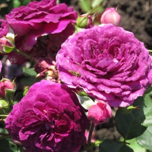  Ебб Тайд "Ebb Tide"