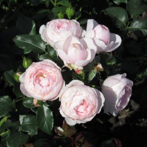 Ганс Гоневейн Роуз (Hans Gonewein Rose)