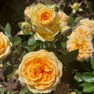 Кінгс Прайд (Kings Pride)