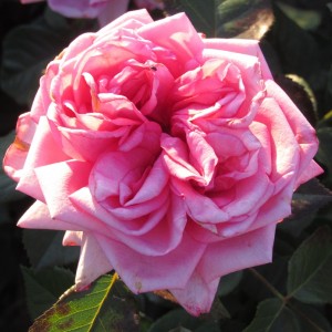 Роміна (Romina)