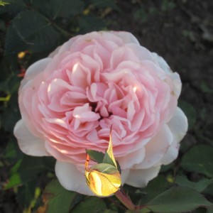 Роберто Капуччі (Roberto Capucci) 