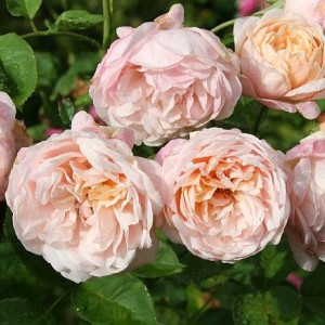 Блісфул Сенсейшн (Blissful Sensations)