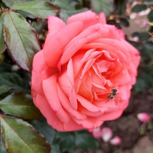 Біжу Кораль (Bijou Corail)