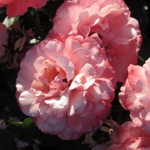 Ботічеллі (Botticelli)