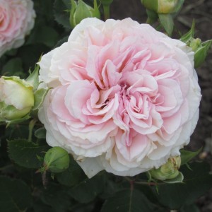 Емезін Дей (Amazing Day)