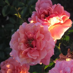 Жур де Фете (Jour de fеte)