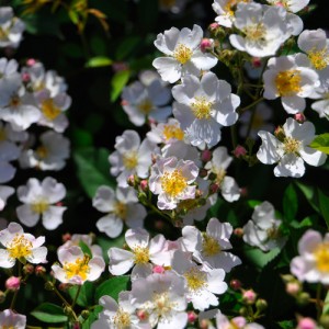 R'EVE d'enfants Рев Донфонт