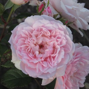 Elizabeth (Елізабет)