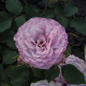 Принцеса Каорі (Princess Kaori)