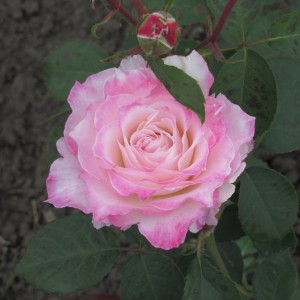 Серафим (Seraphim)