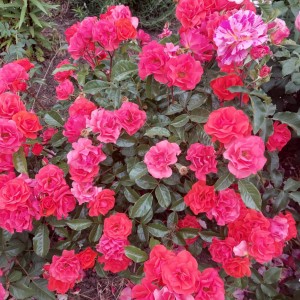  Вестпоінт (Westpoint)