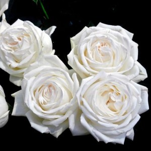 Pierre Arditi (П'єр Ардіті)