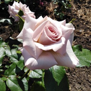 Стефан Руло (Stephen Rulo)