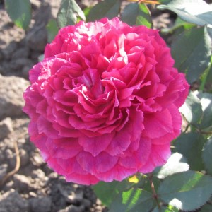 Фрілі Кнікерс «Frilly Knickers»