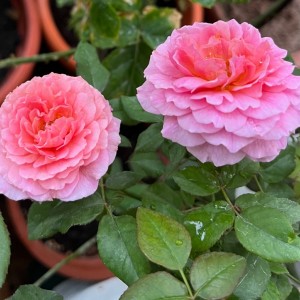 Абдіель (Abdiel)