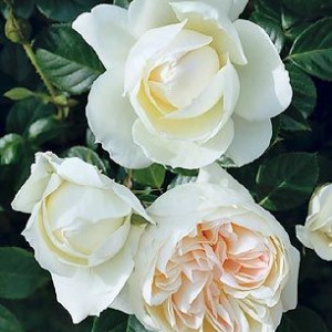 Мон Жарден е Ма Мезон (Mon Jardin et Ma Maison)