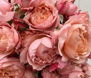 Julietta Spray Rose (Джульєта спрей )