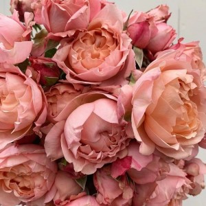 Julietta Spray Rose (Джульєта спрей )