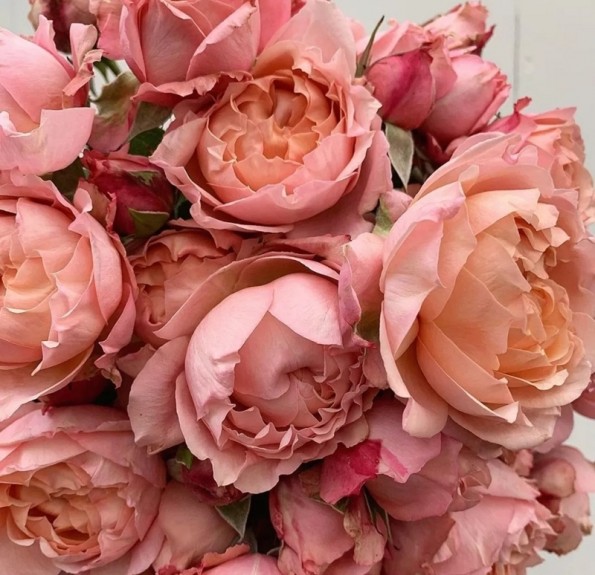 Julietta Spray Rose (Джульєта спрей )