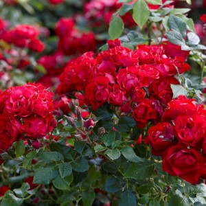 Black Forest Rose (Блек форест роуз)