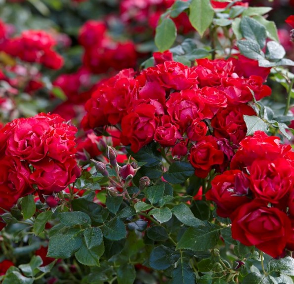 Black Forest Rose (Блек форест роуз)