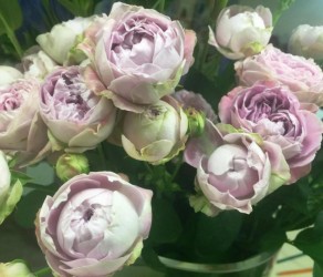 Blossom Bubbles / Блосом Баблз