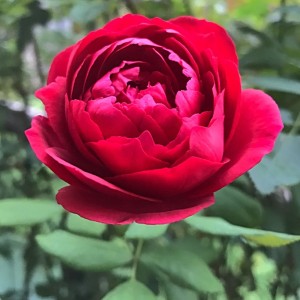 Autumn Rouge (Отум Руж)