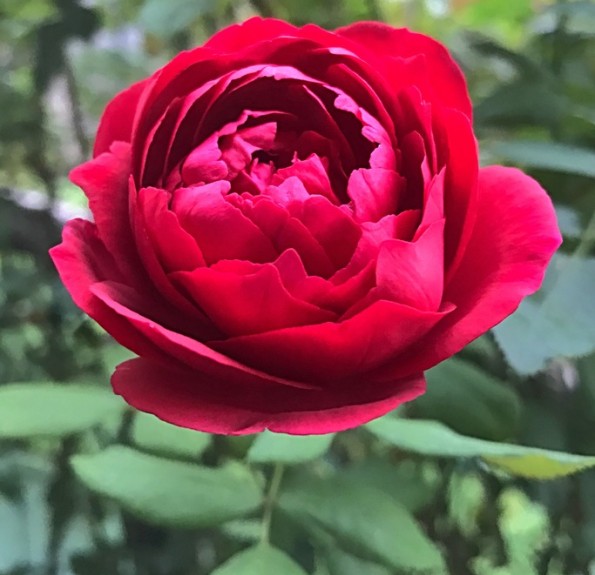 Autumn Rouge (Отум Руж)