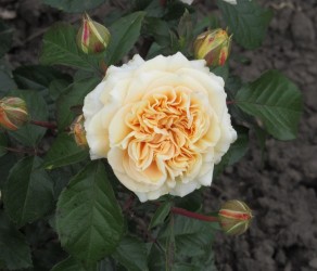 Мірей Дюма (Mireille Dumas)