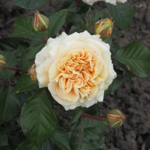 Мірей Дюма (Mireille Dumas)