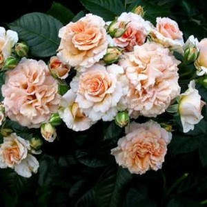 'Dr. Hermann Schulze-Delitzsch (Доктор Герман)